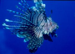 Lionfish in the fabulously blue waters of Fiji.  Taken w/... by Beverly J. Speed 